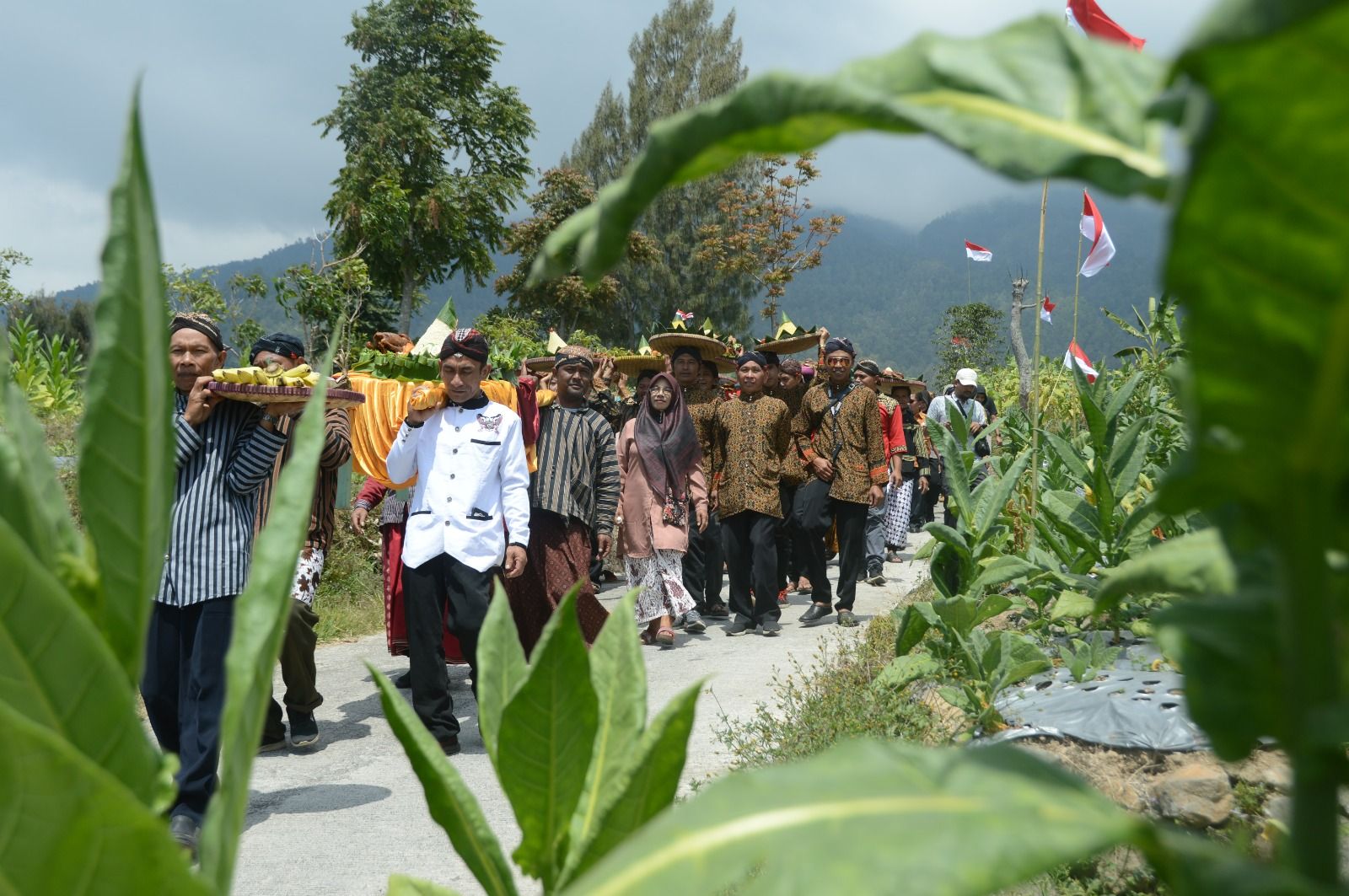 Ratusan petani tembakau di Desa Wonosari, Kecamatan Bulu, Kabupaten Temanggung mengelar ritual wiwit mbako pada Selasa 15 Agustus 2023.