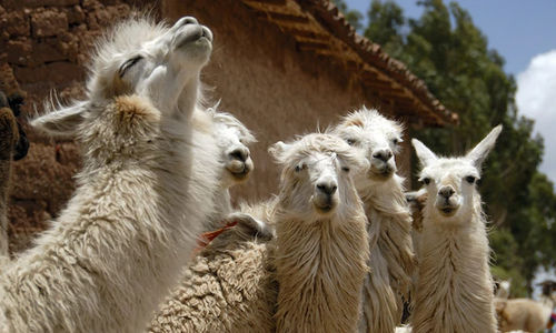 Hewan llama