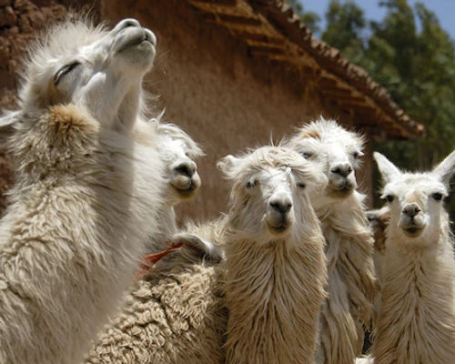 Hewan llama