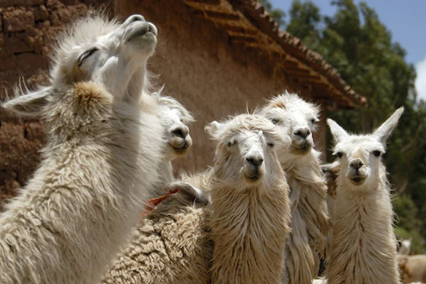 Hewan llama