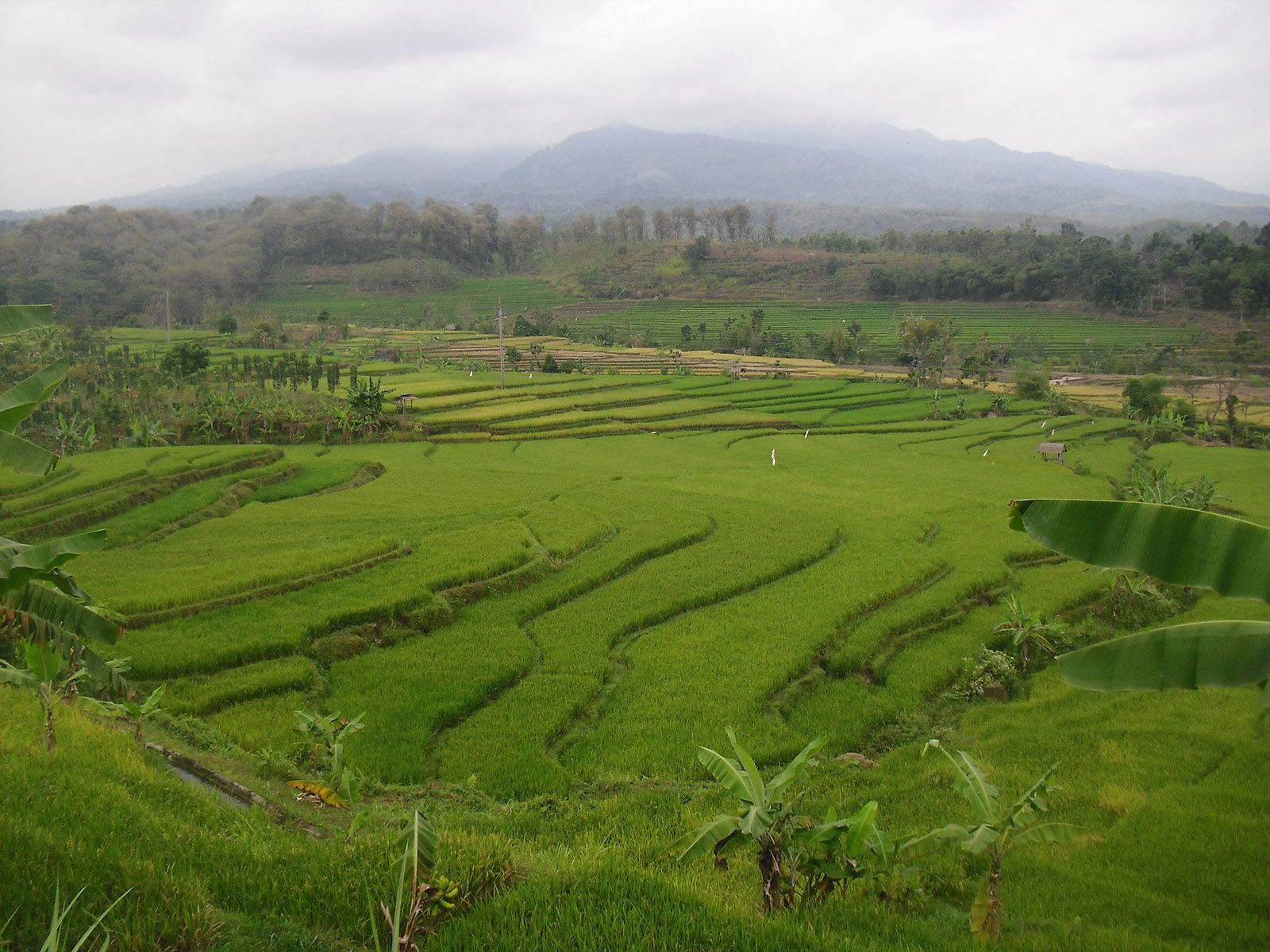 Kawasan Persawahan Penghasil Padi