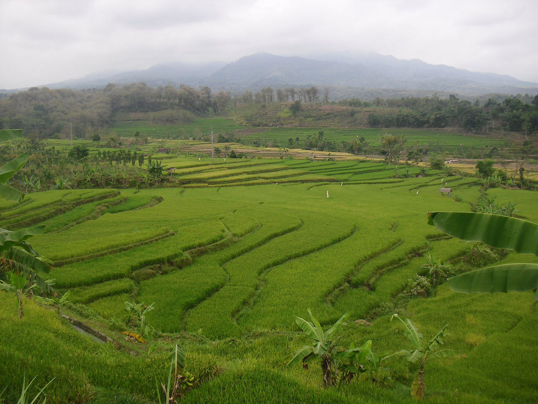 Kawasan Persawahan Penghasil Padi