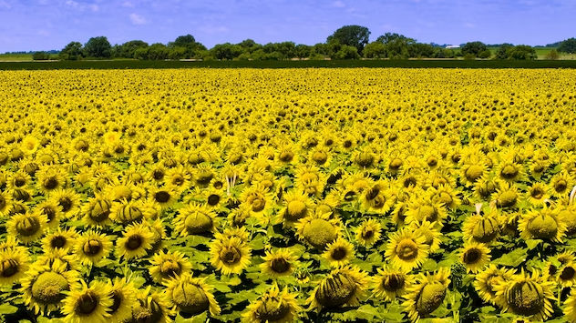 Bunga matahari berasal dari Kansas