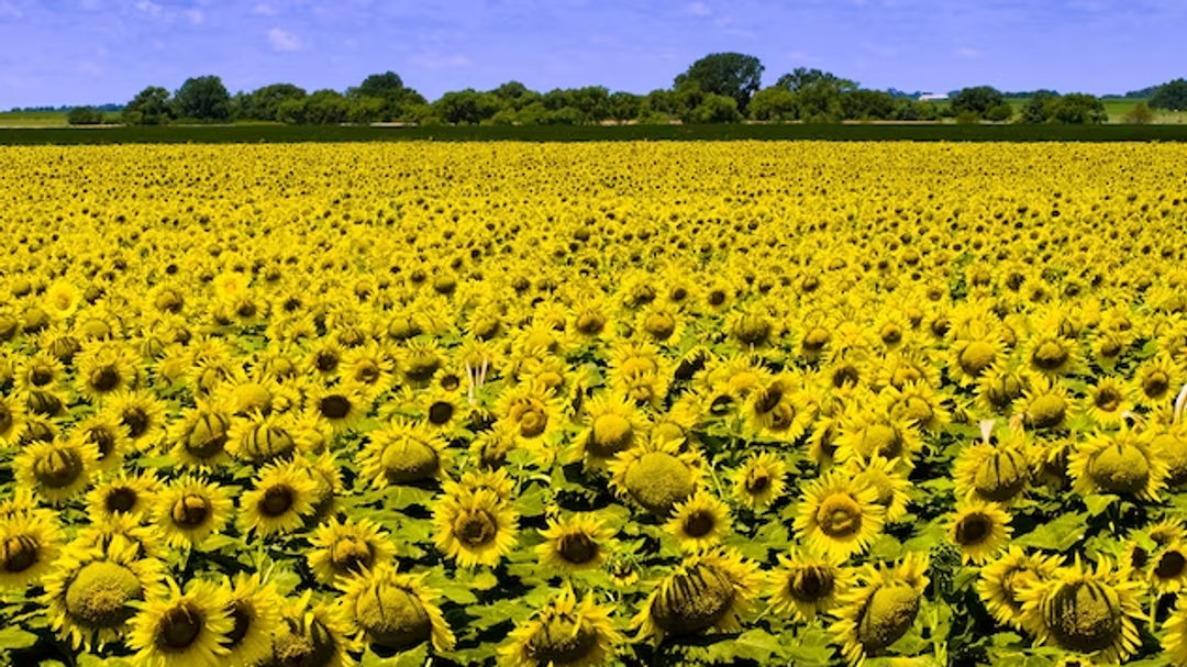 Bunga matahari berasal dari Kansas