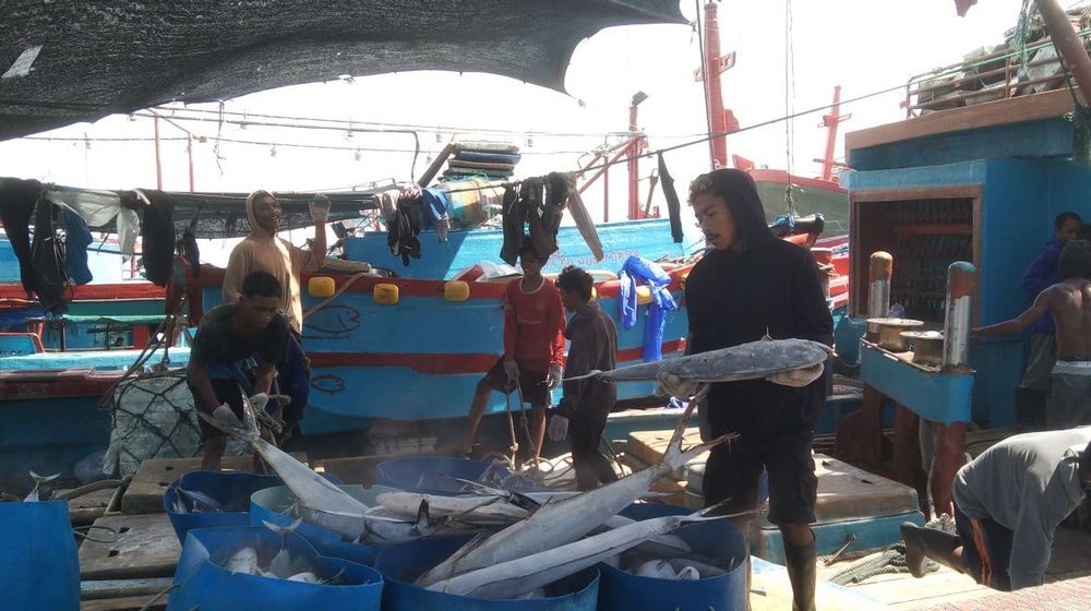 Tangkapan Ikan Tuna Sirip Biru Selatan di Benoa Semester 1 Capai 281,3 Ton, Terbanyak di Indonesia