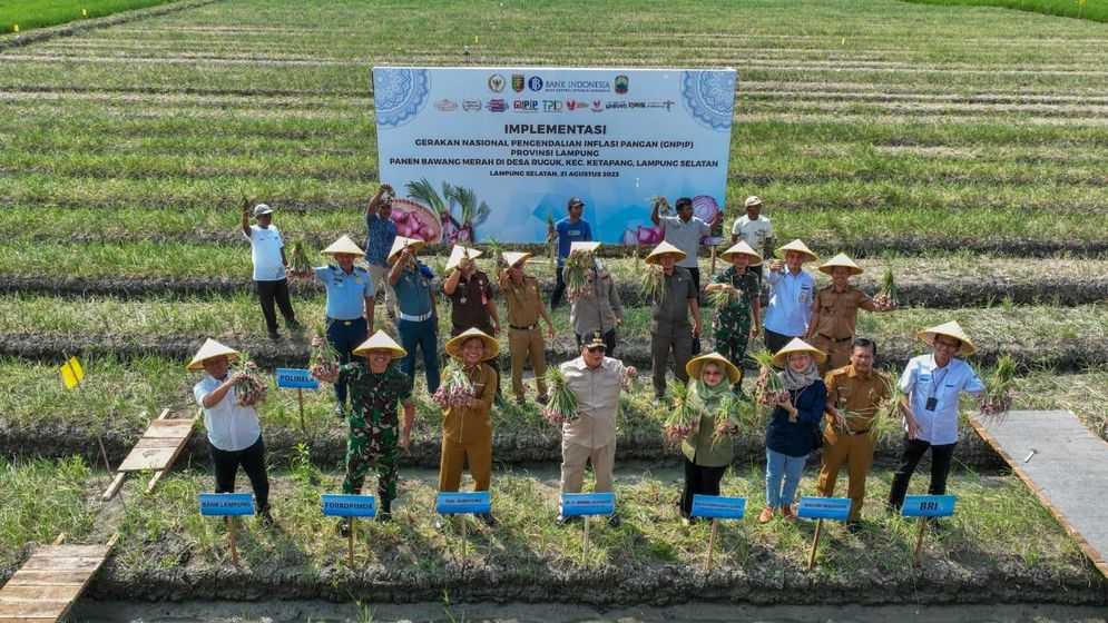 BI bersama TPID dan Pemprov Lampung menyelenggarakan kegiatan panen bawang merah dalam rangka implementasi GNPIP.  