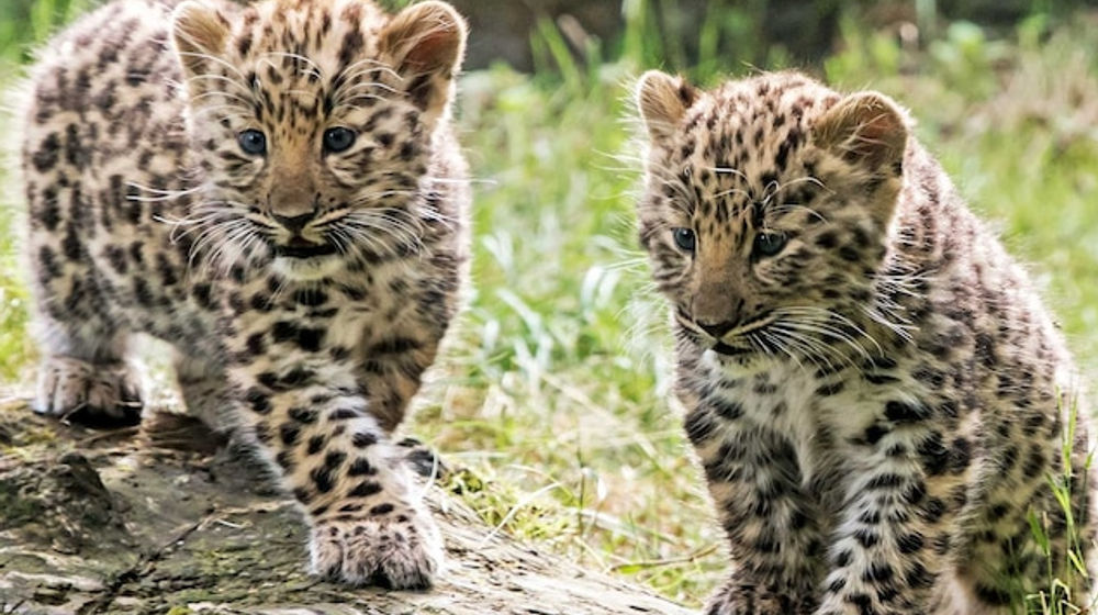 Anak Macan Tutul Amur Bersama Induknya