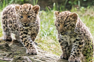 Anak Macan Tutul Amur Bersama Induknya