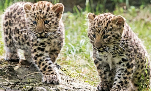 Anak Macan Tutul Amur Bersama Induknya