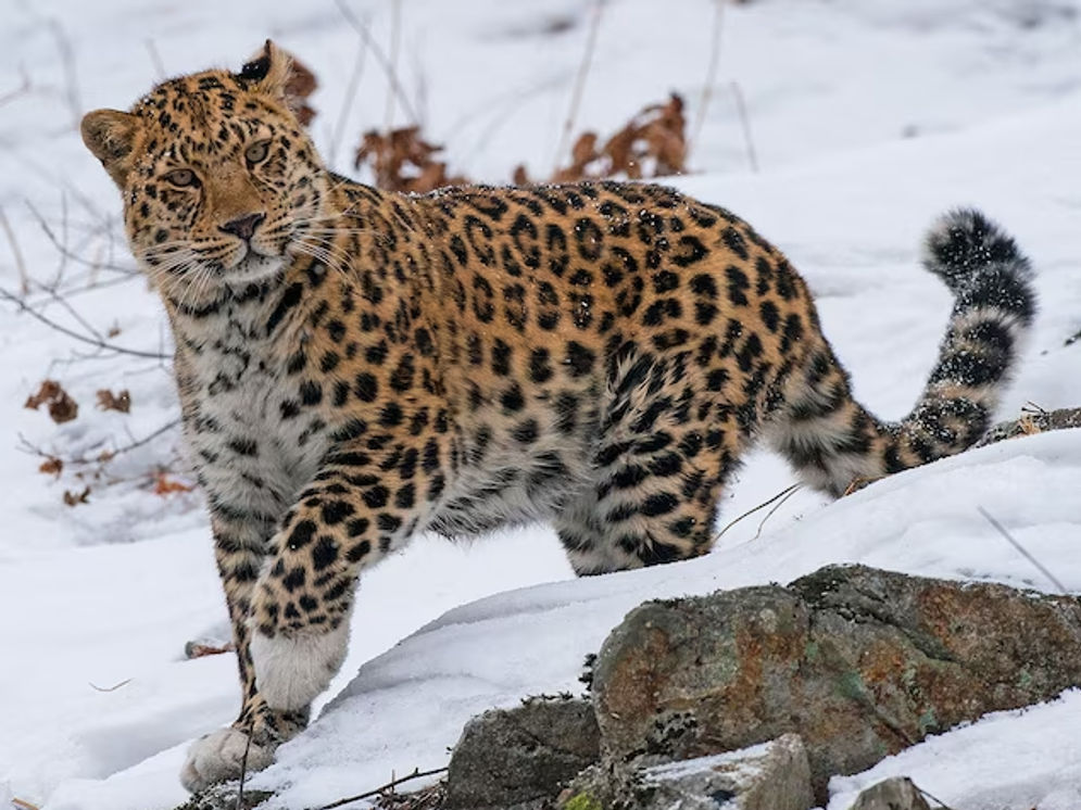 Macan Tutul Amur Berjalan di Atas Salju