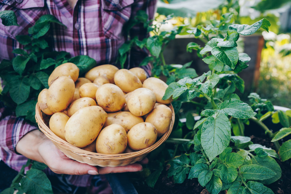 cara mudah menanam kentang