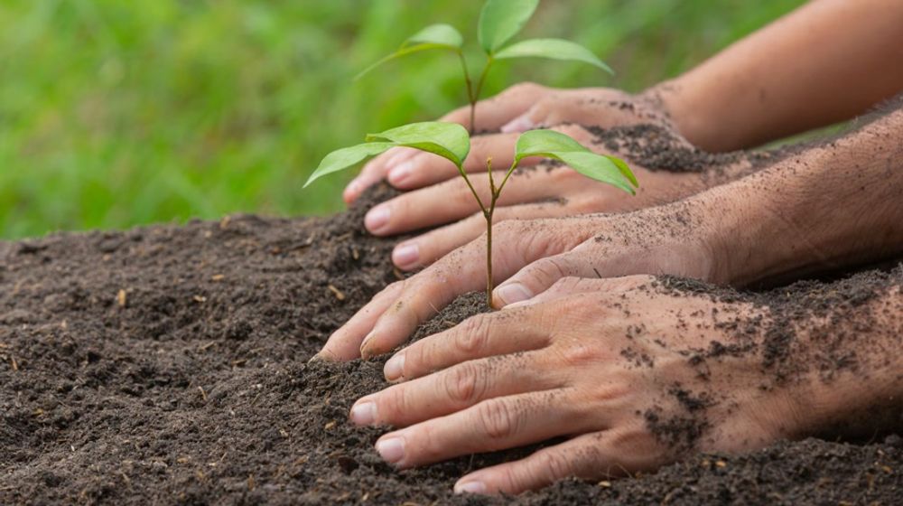 Bantu Tingkatkan Kualitas Udara, Pemkot Surabaya Upayakan Penanaman 1000 Pohon Setiap Hari