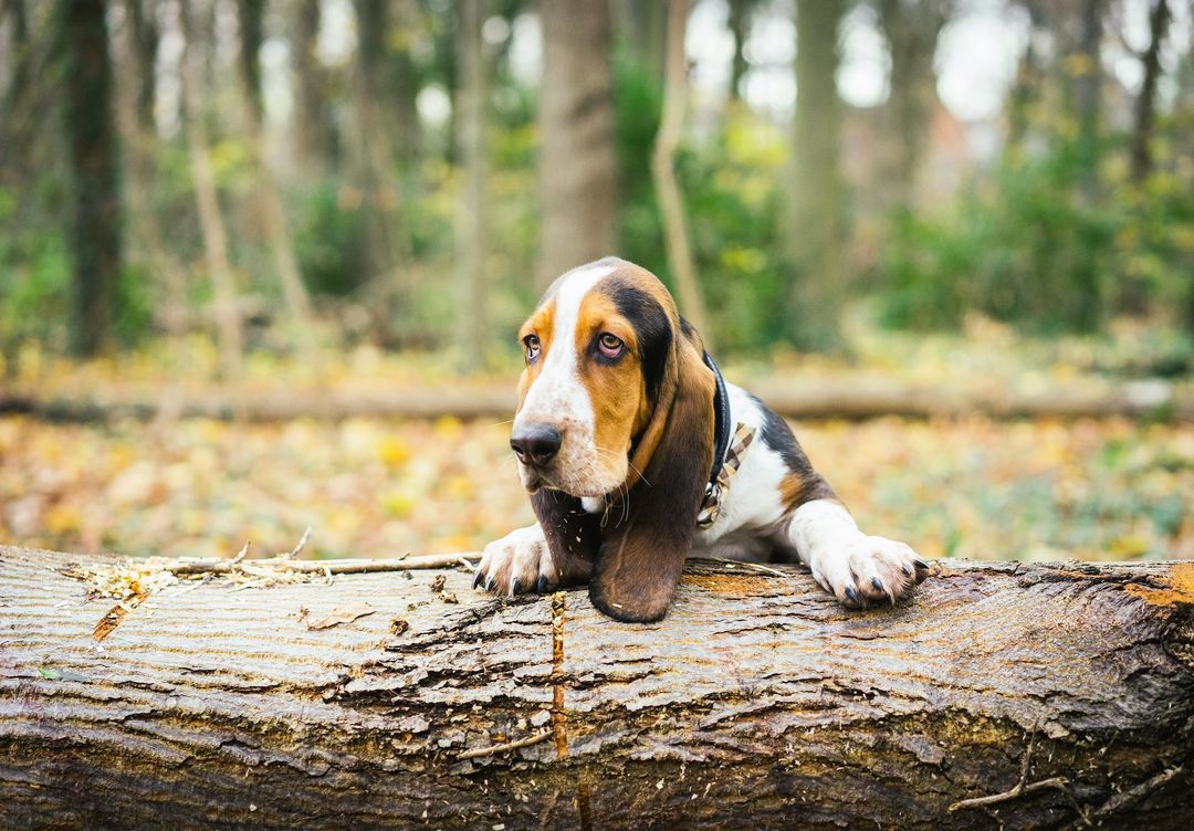 Ras anjing Basset Hound yang dipercaya dapat mendeteksi COVID-19