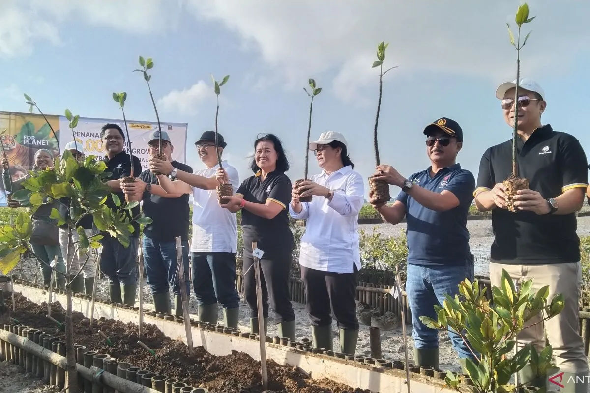 Dukung Emisi Nol Karbon 2060, Maybank Indonesia Tanam 2 Ribu Bibit Mangrove di Denpasar