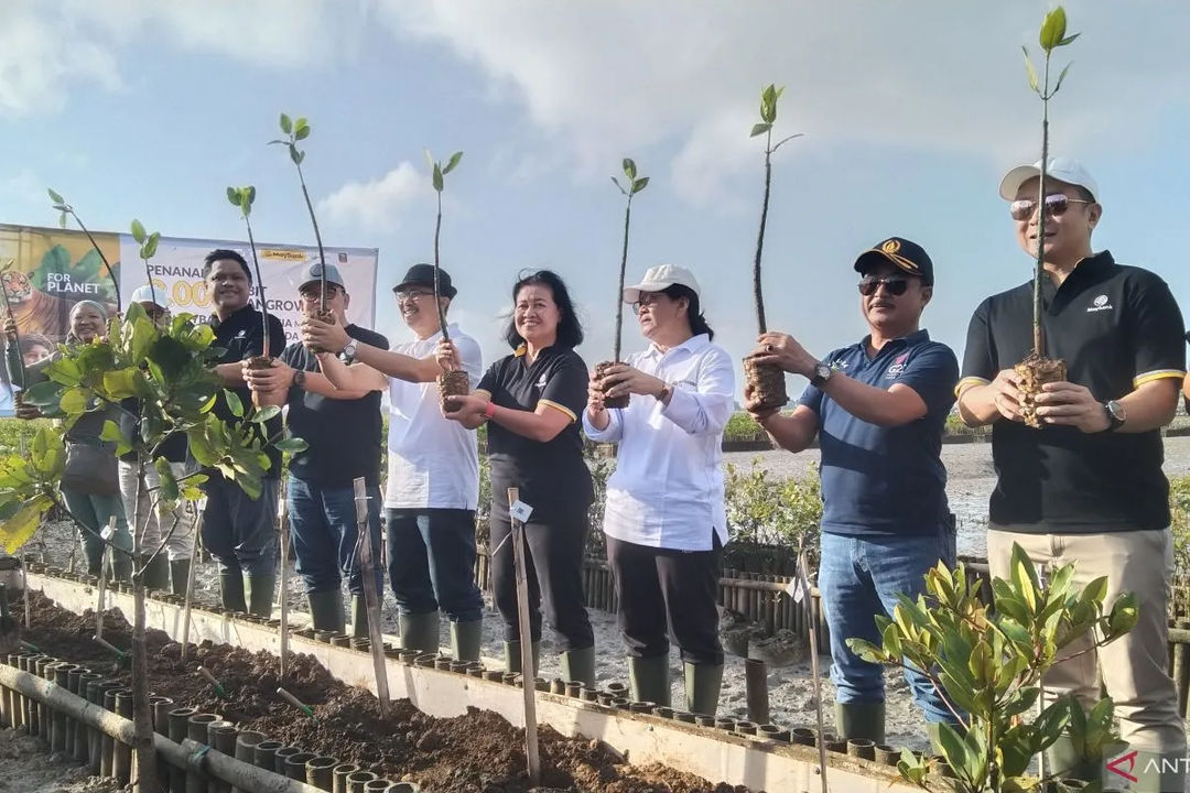 Dukung Emisi Nol Karbon 2060, Maybank Indonesia Tanam 2 Ribu Bibit Mangrove di Denpasar