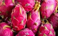 Selain berbentuk unik, buah naga  memiliki berbagai manfaat untuk kesehatan. Melansir dari situs Badan Karantina Pertanian Riau, buah naga termasuk dari jenis kaktus dari marga Hylocereus dan Selenicereus.