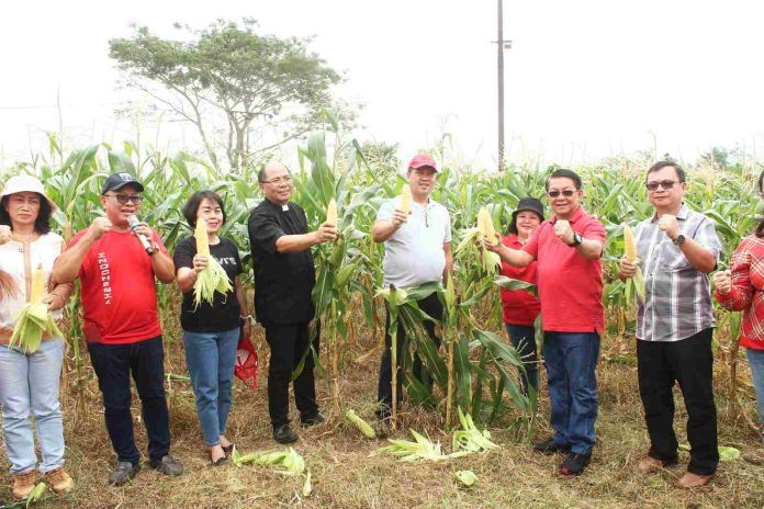 Wagub Steven Kandouw bersama jajaran Pemprov Sulut melakukan panen jagung di Tondano. (Foto:Istimewa)
