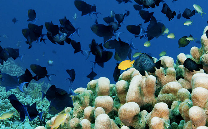 Wakatobi.png
