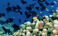 Wakatobi.png