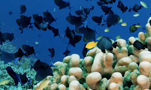 Wakatobi.png