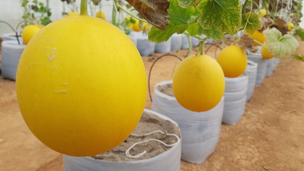 Tips Bercocok Tanam Buah Melon di Halaman Rumah