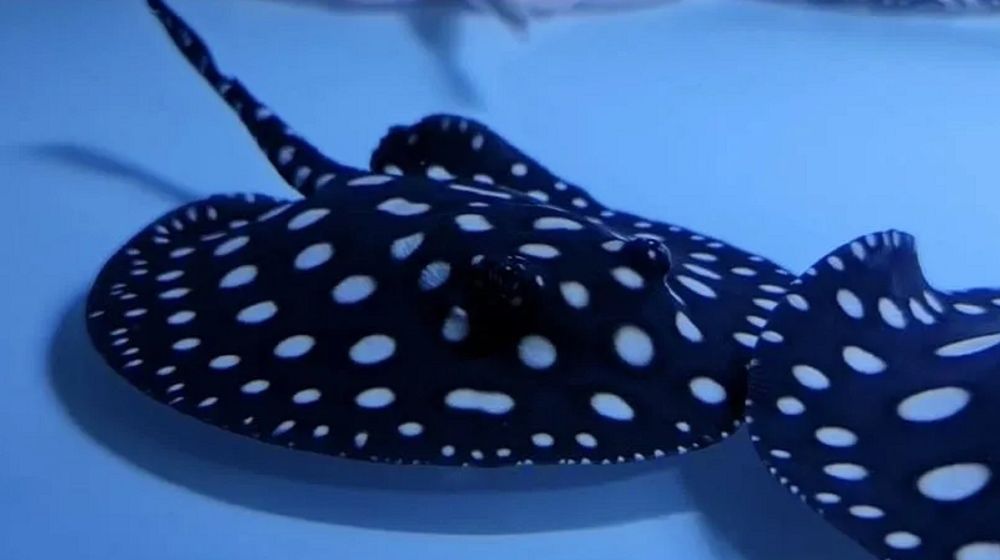 Polka Dot Stingray.jpg