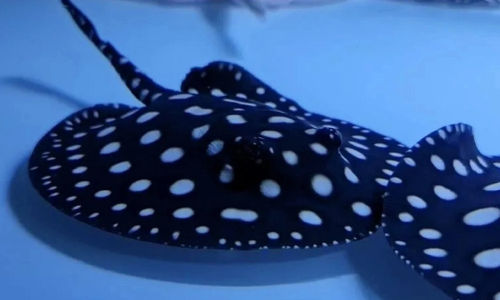 Ikan Polka Dot Stingray