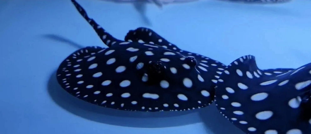 Ikan Polka Dot Stingray