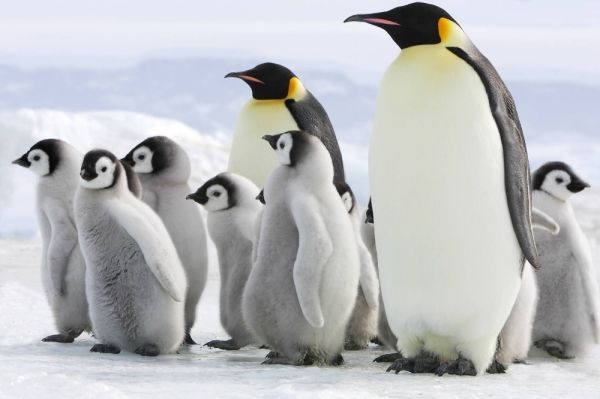 Pemanasan Global Membunuh Bayi Penguin dan Mengancam Keberadaanya yang Hampir Punah