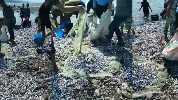 Heboh! Fenomena Tak Biasa, Ribuan Ikan Teri Terdampar di Pantai Iteng, Manggarai