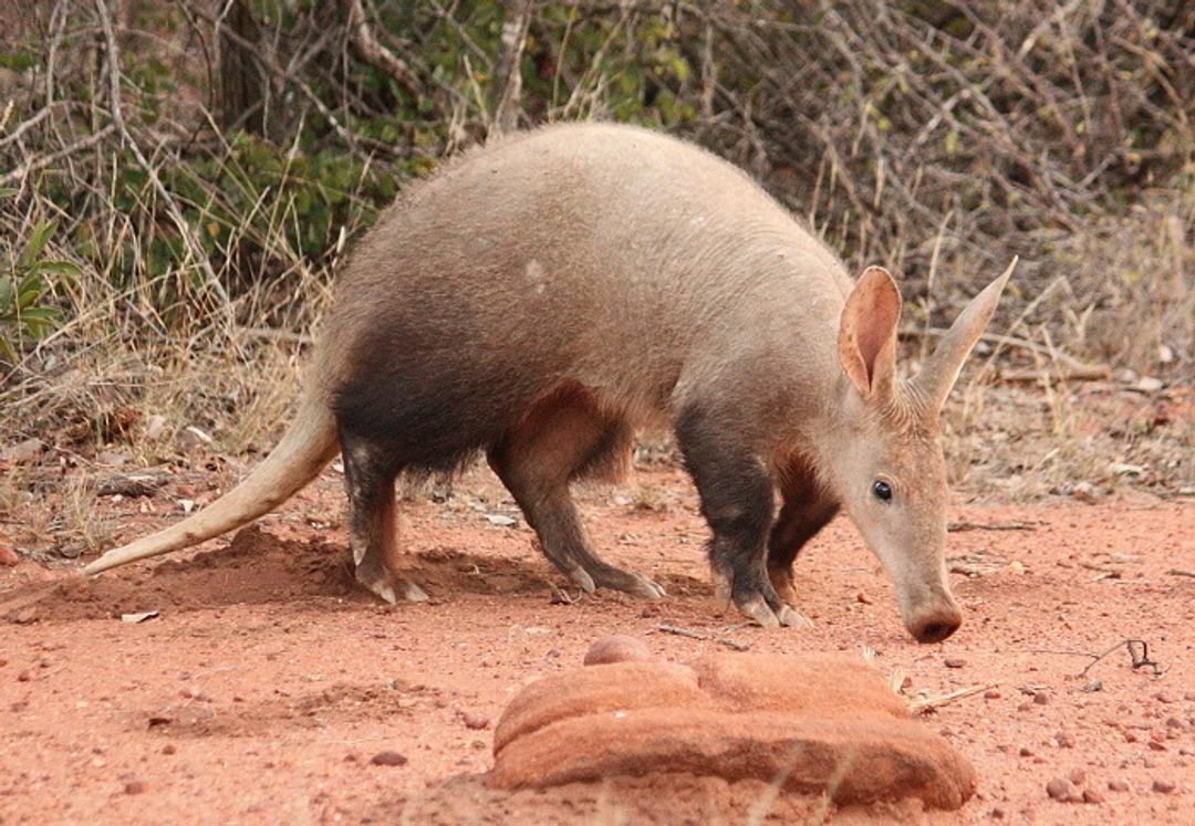 Aardvark (Babi Tanah)