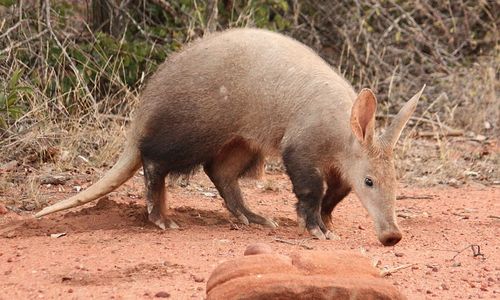 Aardvark (Babi Tanah)