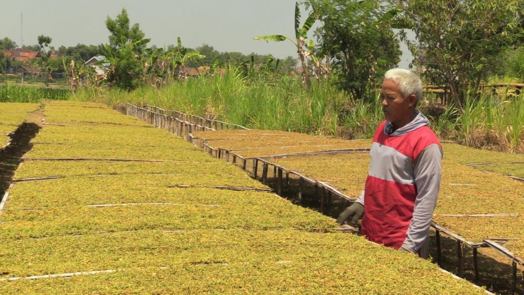 Petani Tembakau di Rembang sedang menjemur rajangan daun tembakau (Foto: Jatengprov.go.id)