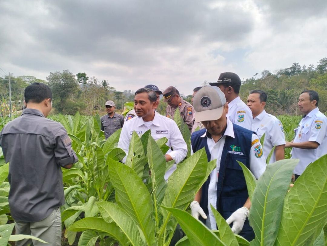 Setelah Kakao, Tembakau Menyusul Sebagai Komoditas Potensial Pacitan