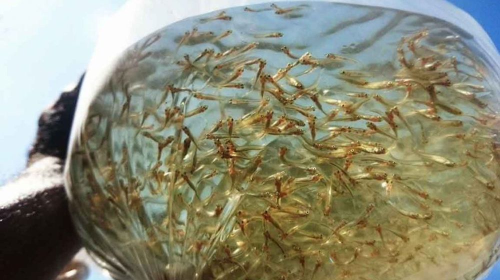 Jenis-Jenis Ikan Ini jadi Primadona Pasar Bali di ASEAN 