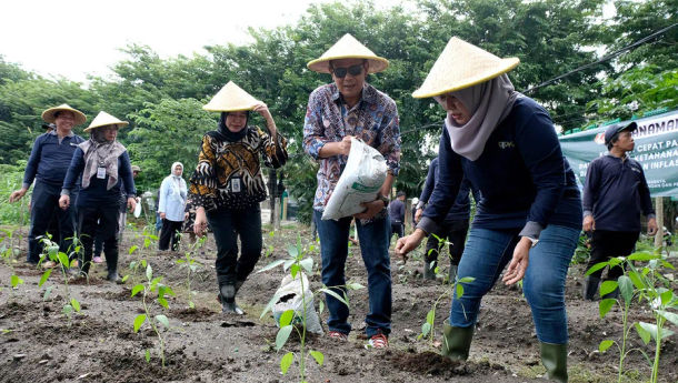 Tekan Inflasi, Mendagri Dorong Warga Gencar Tanam Cabai Sendiri