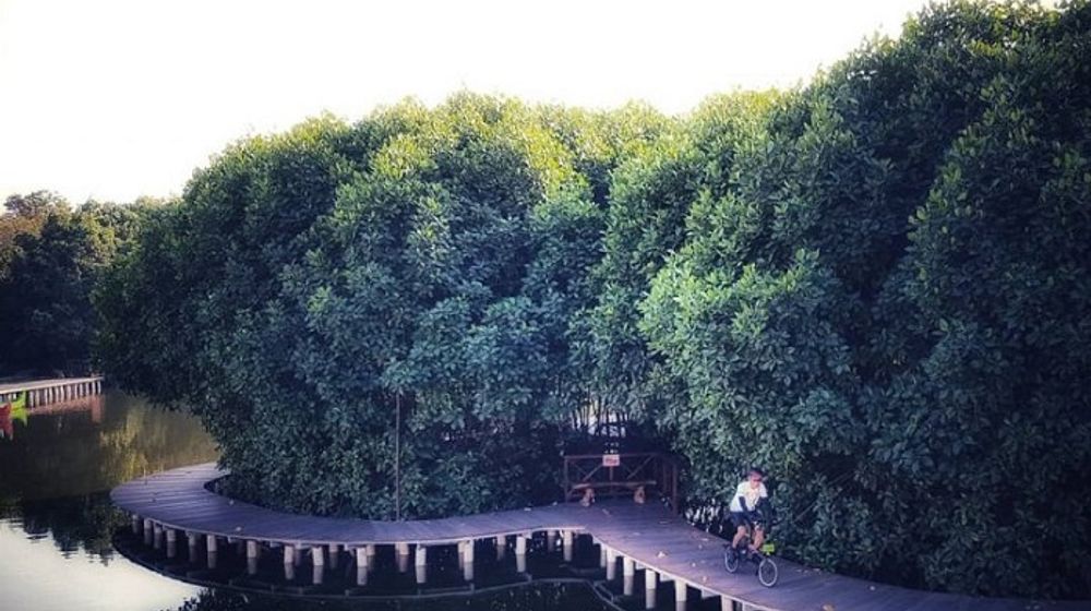 Maron Mangrove Edupark.jpg