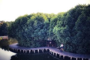 Maron Mangrove Edupark.jpg