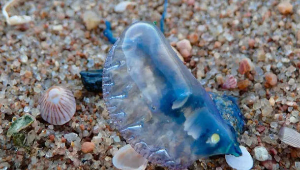 Waspada! Ubur-Ubur BlueBottle Serbu Wisatawan Pantai Bali