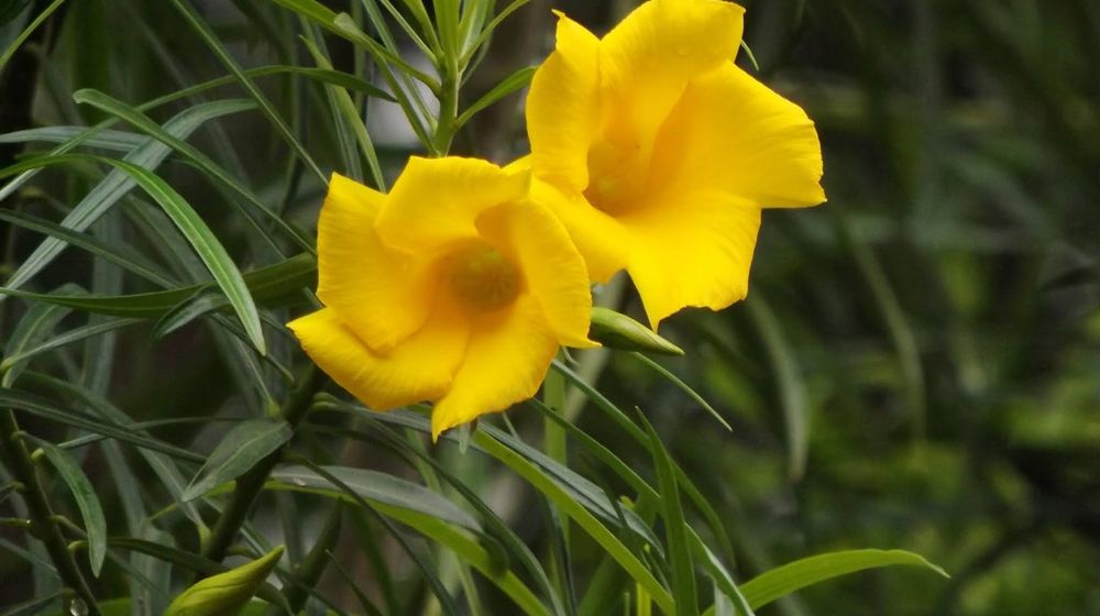 yellow oleander plant.JPG
