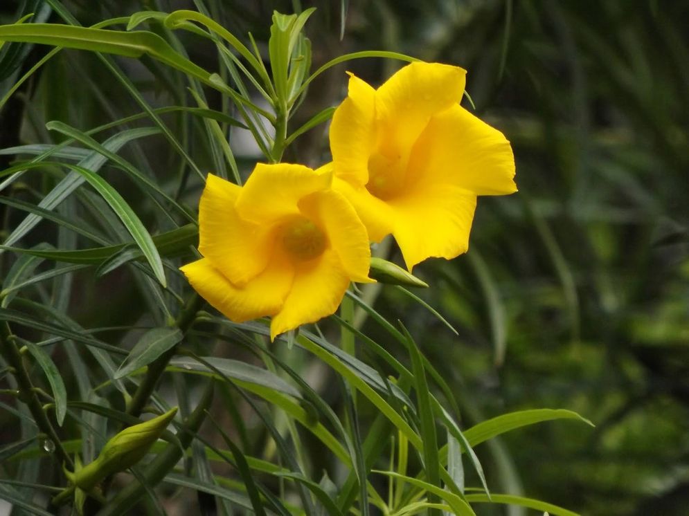 yellow oleander plant.JPG