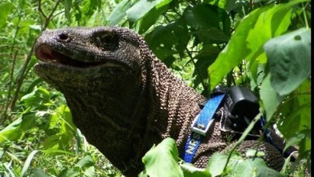 Enam Komodo Jantan  di Cagar Alam Wae Wuul Labuan Bajo, Dipasang GPS