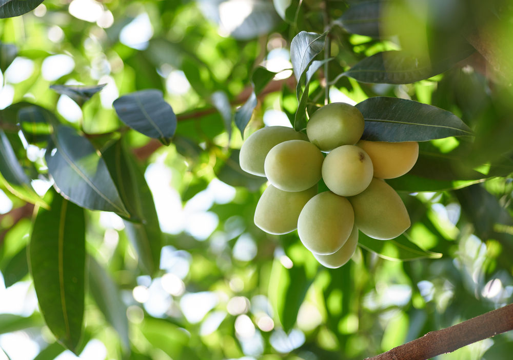Facts and Benefits of Gandaria Fruit
