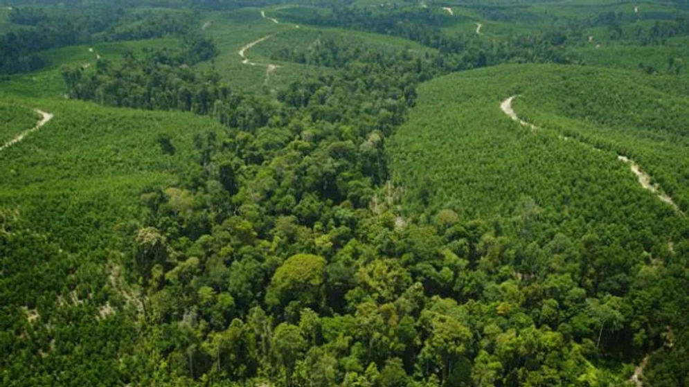 Ilustrasi hutan