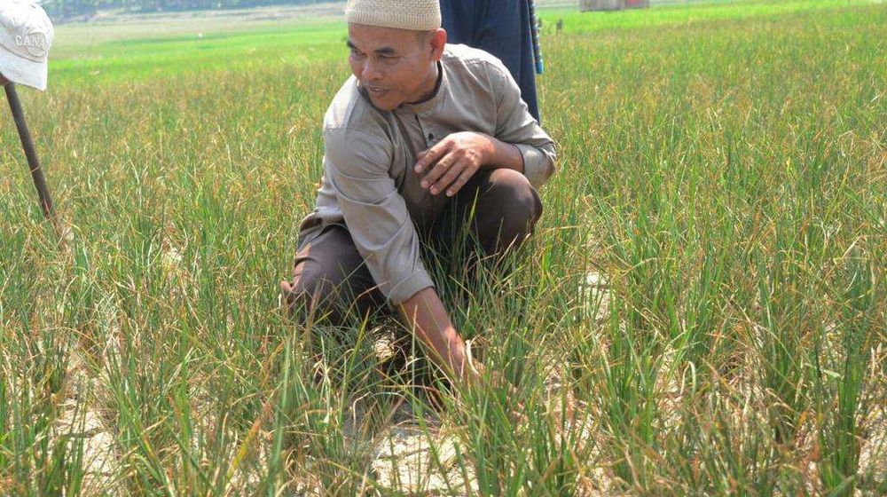 Ini Dia Strategi Pemdakab Bogor Atasi Dampak Kekeringan pada Sektor Pertanian