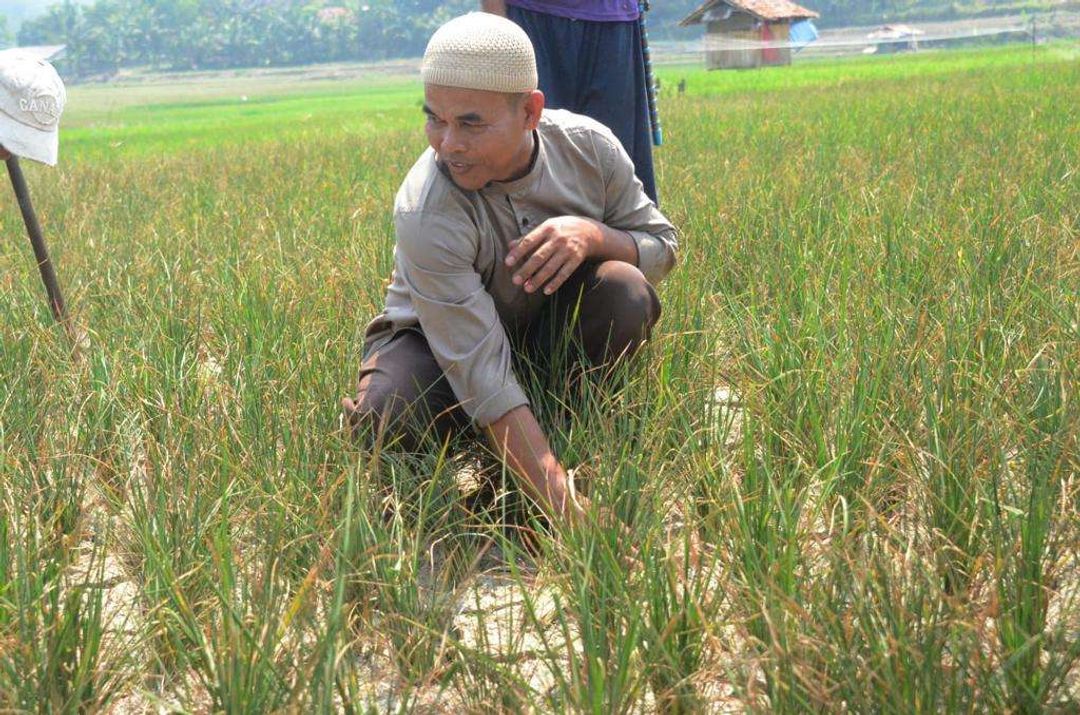 Ini Dia Strategi Pemdakab Bogor Atasi Dampak Kekeringan pada Sektor Pertanian