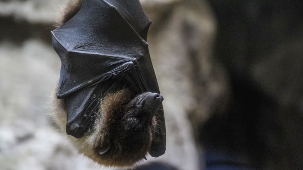 Hingga Saat Ini Pemerintah Resmi Nyatakan Kasus Virus Nipah Belum Ada di Indonesia