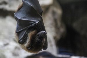 Hingga Saat Ini Pemerintah Resmi Nyatakan Kasus Virus Nipah Belum Ada di Indonesia