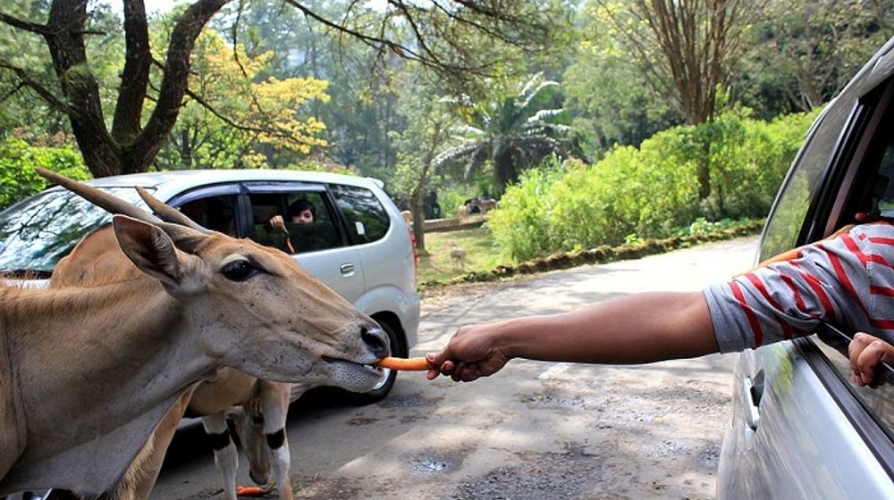 Taman Safari Indonesia Bogor.jpg