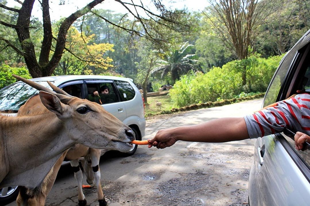 Taman Safari Indonesia Bogor